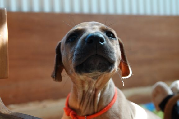 Brauner Hund mit einem orangefarbenen Halsband, Blick nach oben gerichtet.
